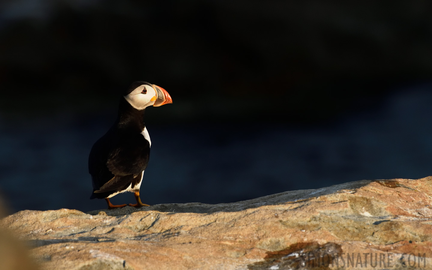 Fratercula arctica [400 mm, 1/2500 sec at f / 9.0, ISO 1600]